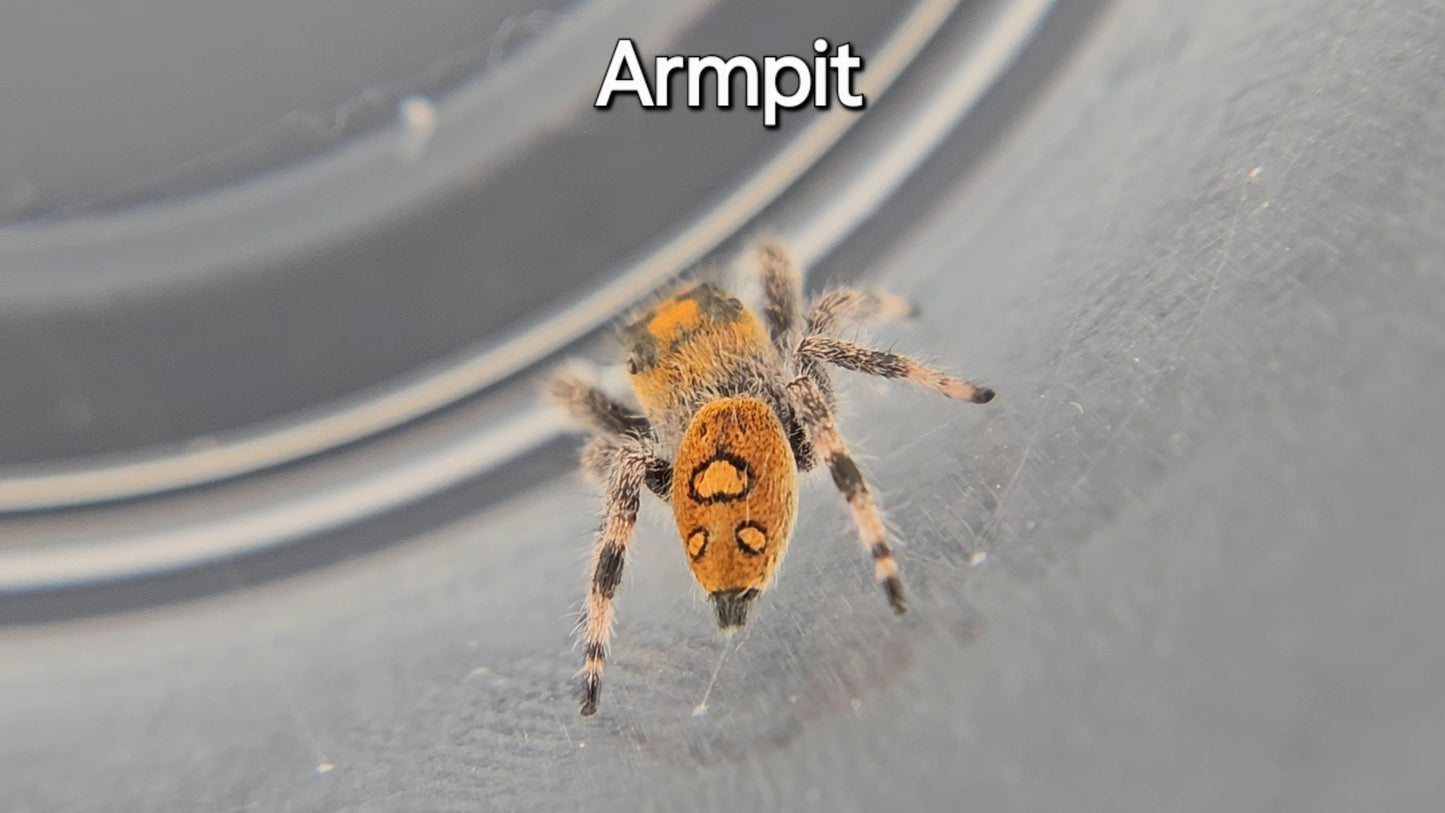 Armpit - Female Regal Jumping Spider