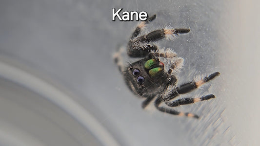 Kane - Male Regal Jumping Spider