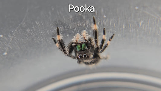Pooka - Male Regal Jumping Spider