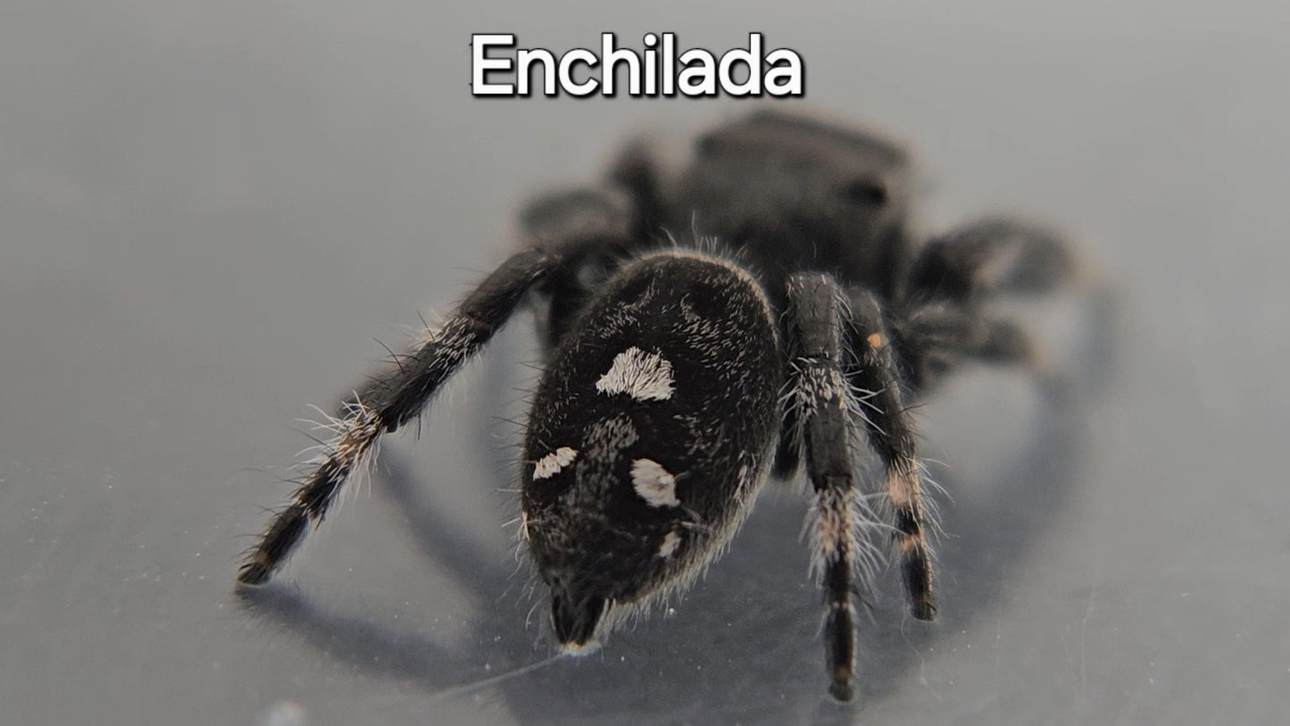 Enchilada - Male Regal