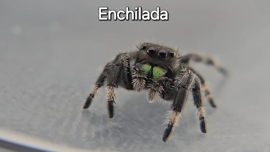 Enchilada - Male Regal