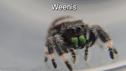 Weenis - Male Regal