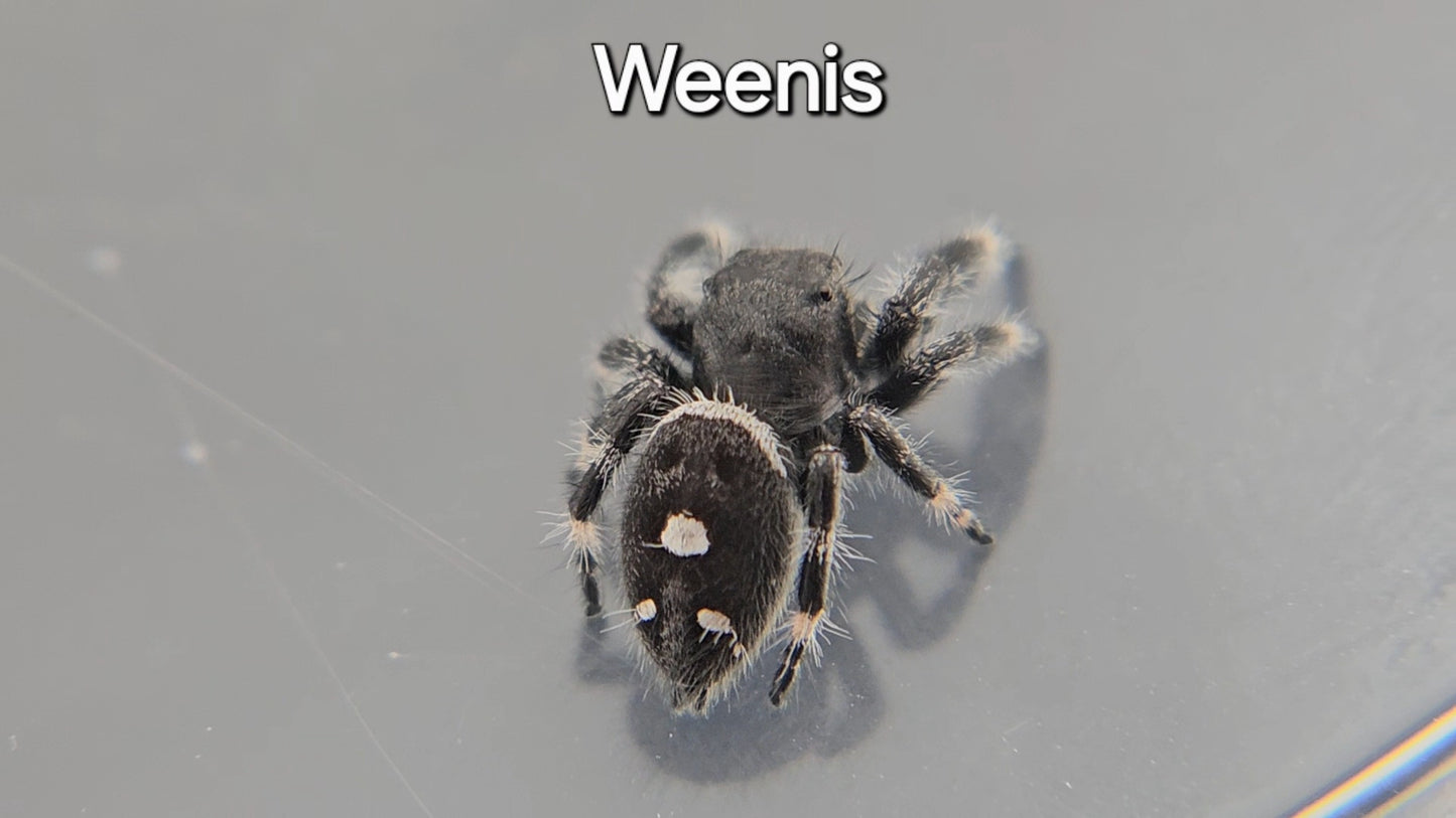 Weenis - Male Regal
