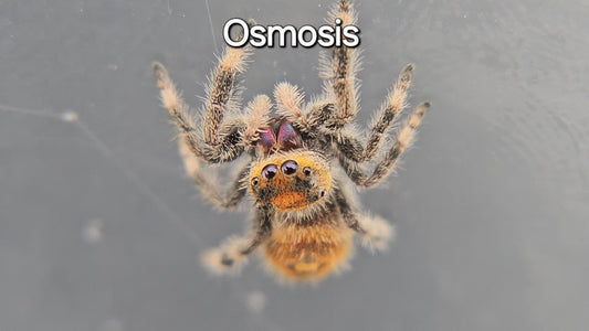 Osmosis - Female Regal Jumping Spider