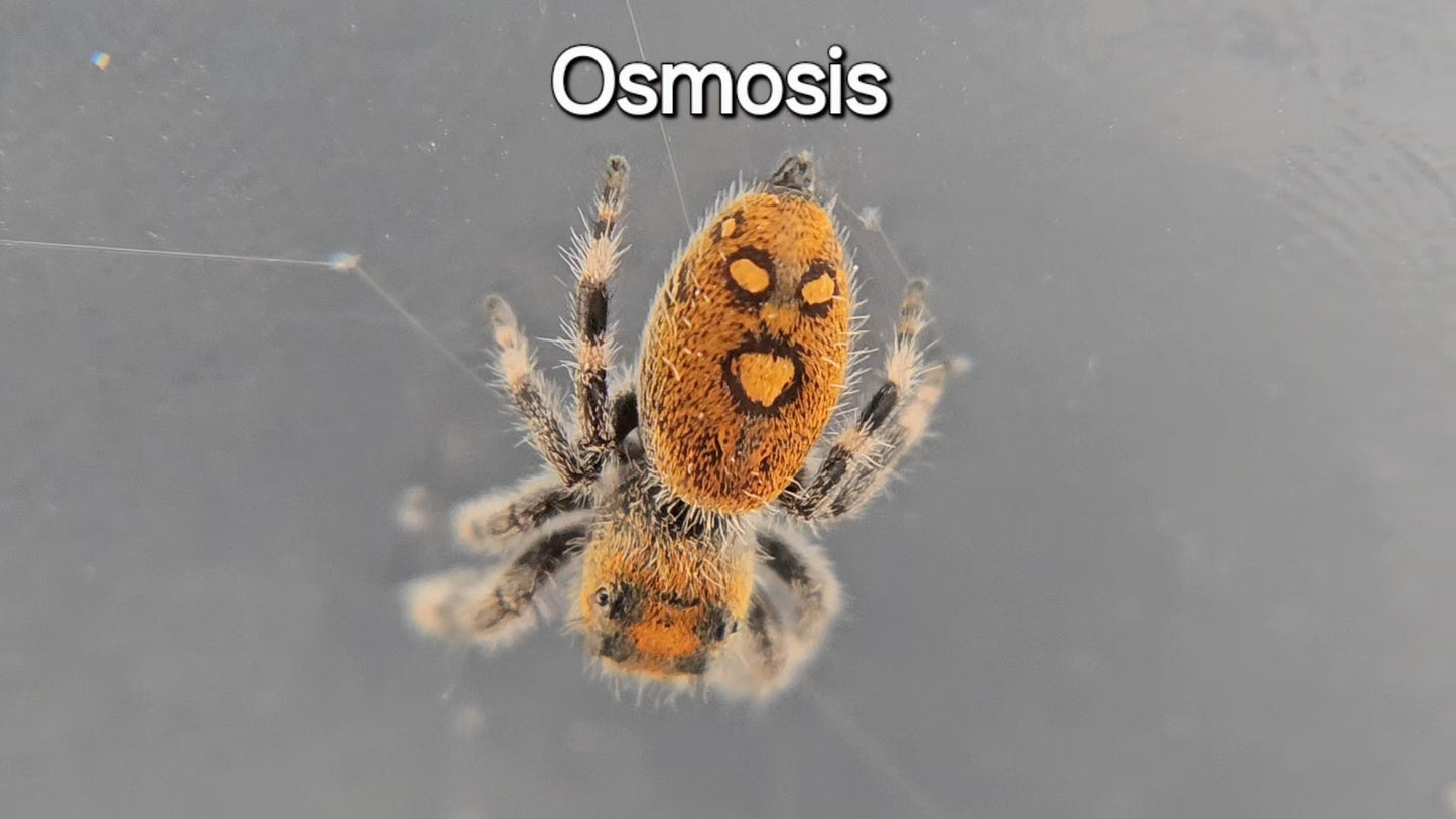 Osmosis - Female Regal Jumping Spider
