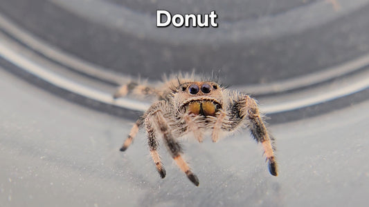 Donut - Female Regal