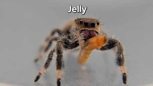 Jelly - Female Regal