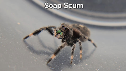 Soap Scum - Male Regal