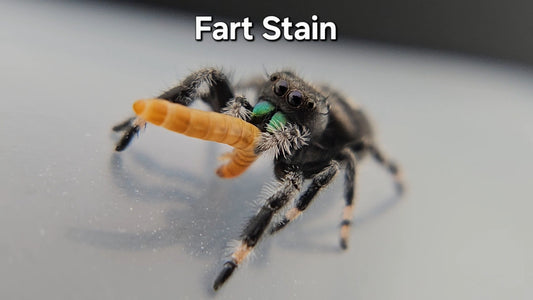 Fart Stain - Male Regal