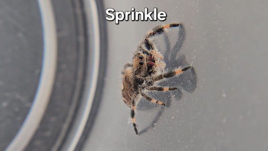 Sprinkle - Female Regal