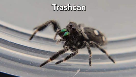 Trashcan - Male Regal