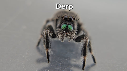 Derp - Male Regal