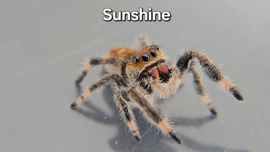 Sunshine - Female Regal