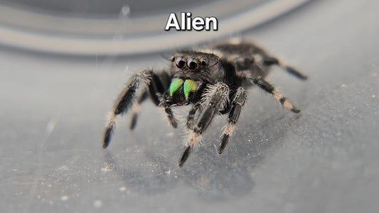 Alien - Male Regal
