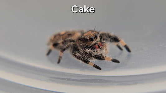 Cake - Female Regal