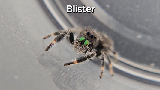 Blister - Male Regal