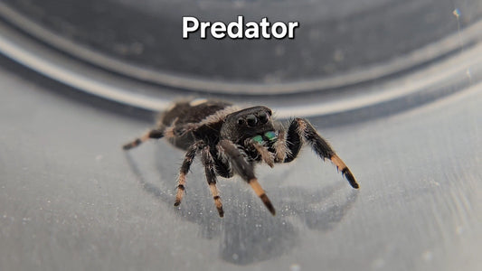 Predator - Male Regal