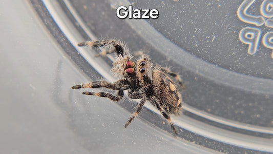 Glaze - Female Regal