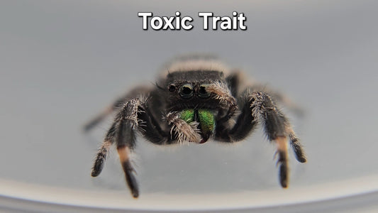 Toxic Trait - Male Regal