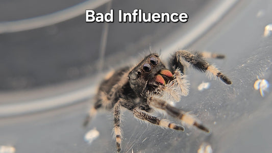 Bad Influence - Female Regal