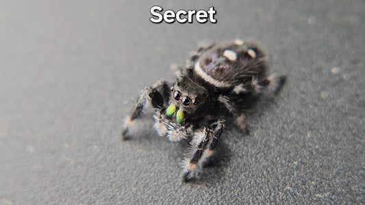 Secret - Male Regal