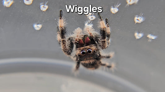 Wiggles - Female Regal