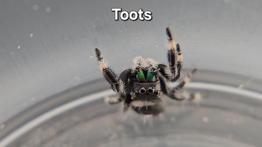 Toots - Male Regal