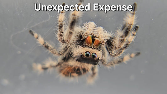 Unexpected Expense - Female Regal