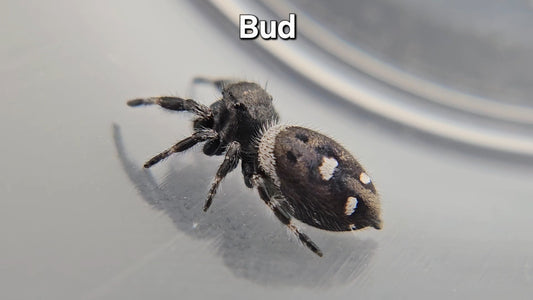 Bud - Male Regal