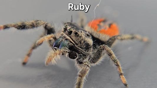 Ruby - Phidippus carneus