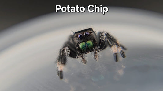 Potato Chip - Male Regal