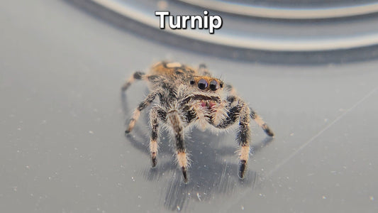 Turnip - Female Regal