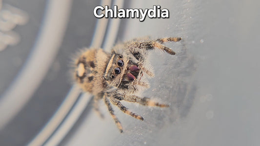 Chlamydia - Female Regal
