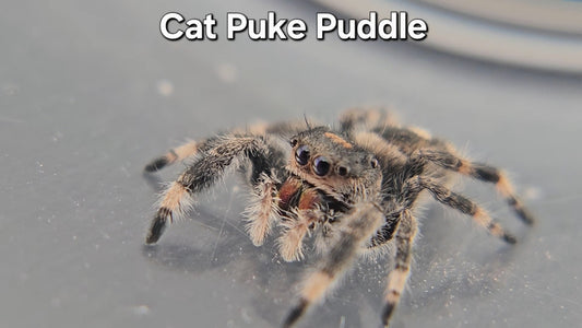 Cat Puke Puddle - Female Regal