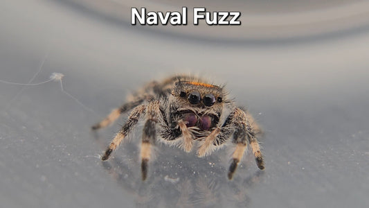 Naval Fuzz - Female Regal