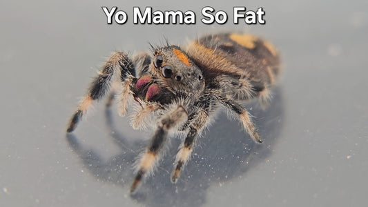 Yo Mama So Fat - Female Regal
