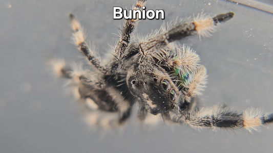 Bunion - Male Regal