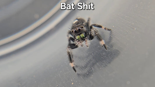 Bat Shit - Male Regal