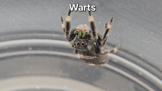 Warts - Male Regal