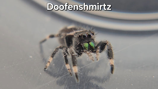 Doofenshmirtz - Male Regal