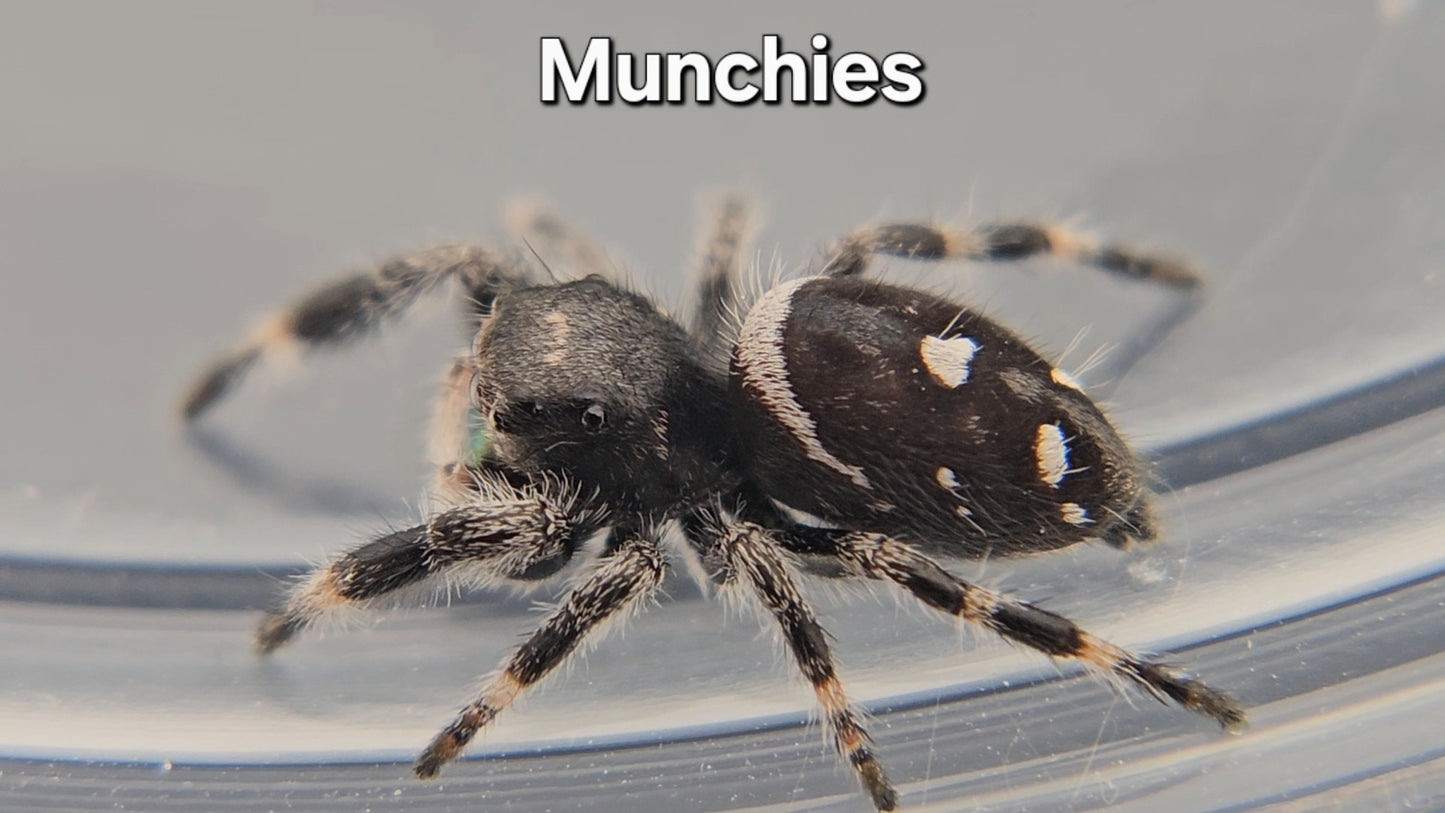 Munchies - Male Regal
