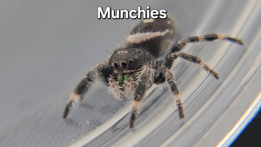 Munchies - Male Regal