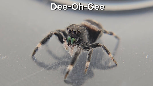 Dee-Oh-Gee - Male Regal