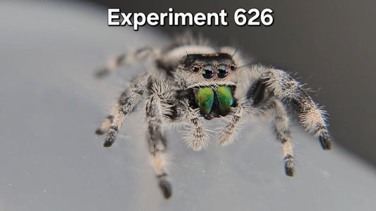 Experiment 626 - Male Regal