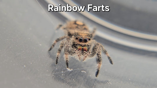 Rainbow Farts - Female Regal
