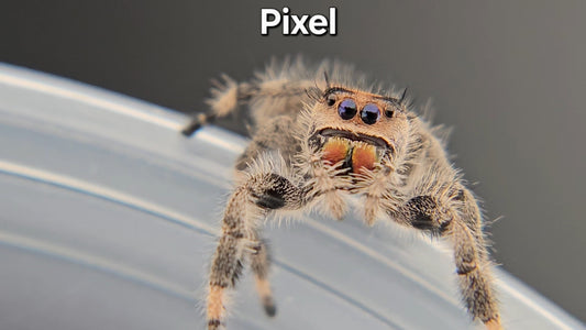 Pixel - Female Regal