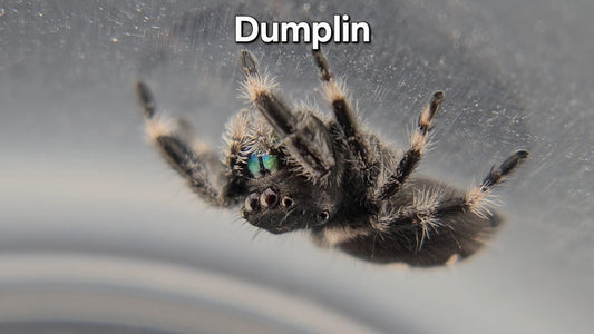 Dumplin - Male Regal