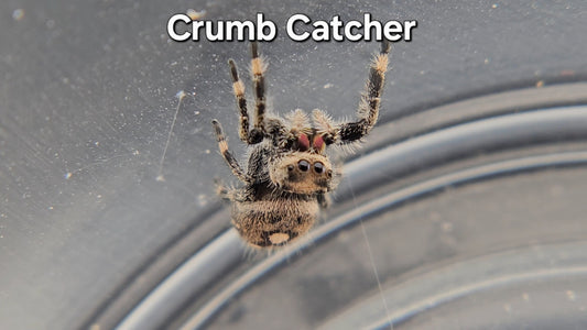 Crumb Catcher - Female Regal