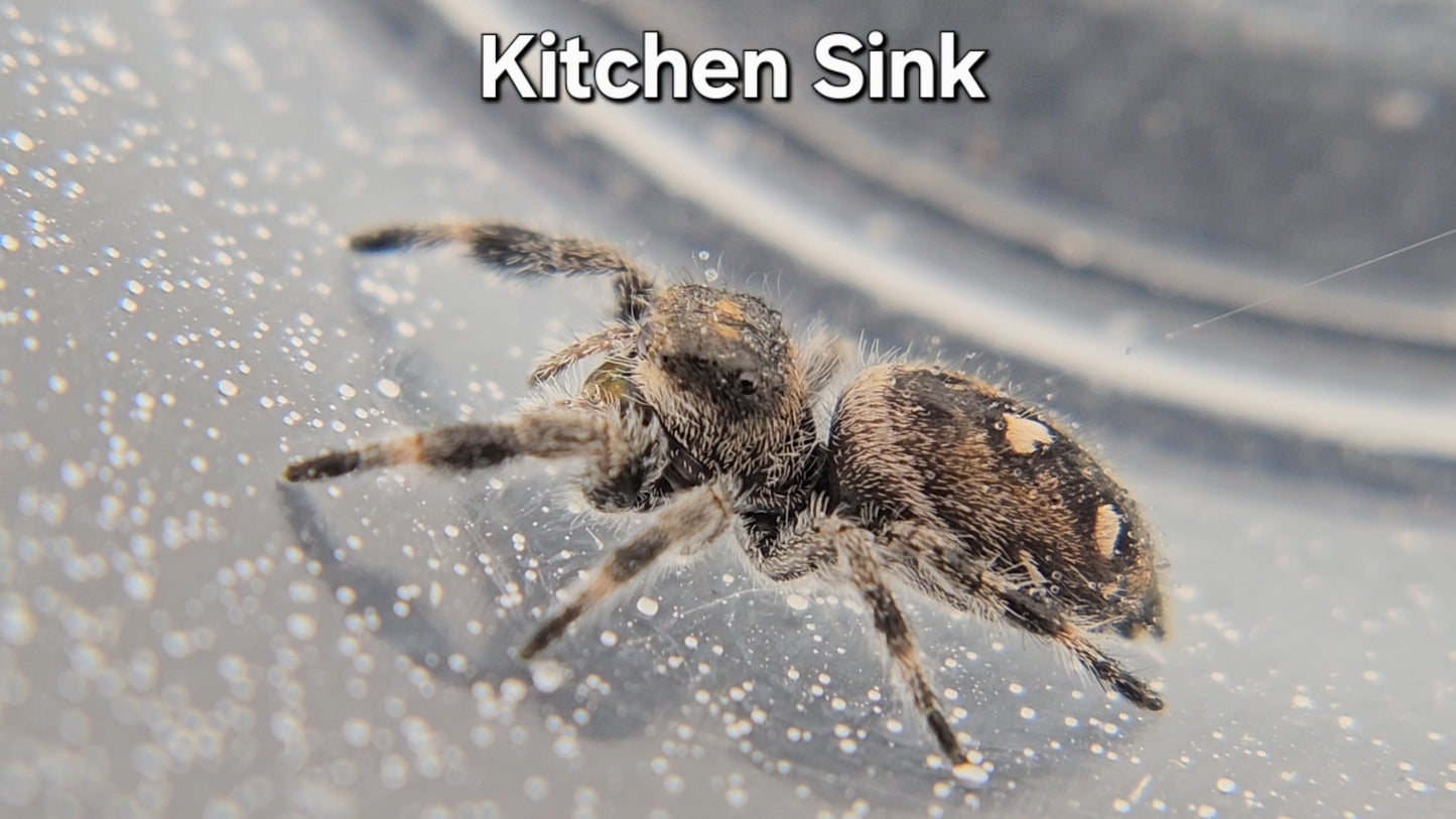 Kitchen Sink - Female Regal