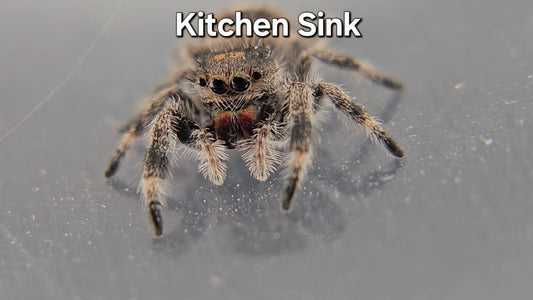 Kitchen Sink - Female Regal